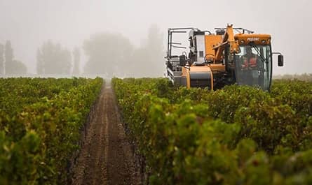 caymus vineyard Wein